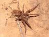 Zoropsis sp.